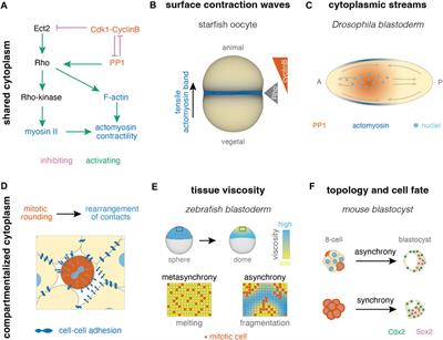 Collective effects of cell cleavage dynamics